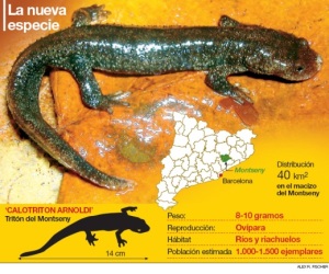 Tritó del Montseny o Calotriton arnoldies, descobert l'any 2005. 